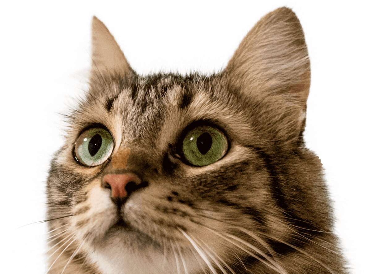 Kempsville Veterinary Hospital Urgent Pet Care Virginia Beach